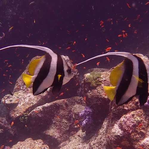 Long Fin Bannerfish