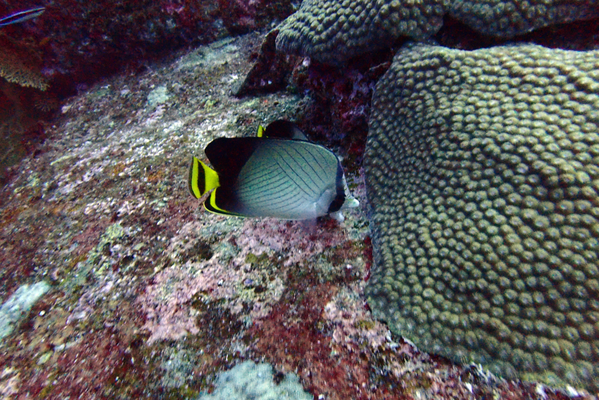 North Point Dive Site Similan Islands, Таиланд