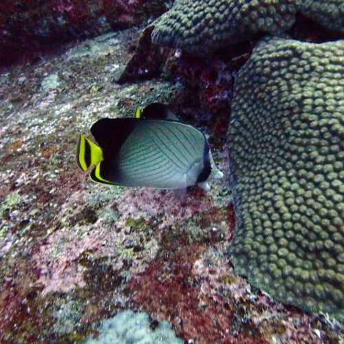 North Point Dive Site Similan Islands, Thailand