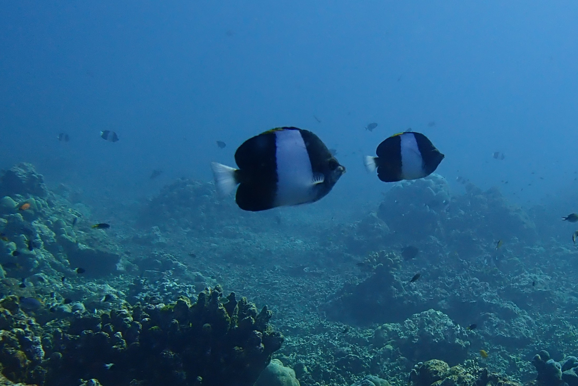 Three Trees Dive site Similan Islands, Thailand