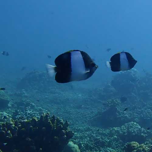 Three Trees Dive site Similan Islands, Thailand