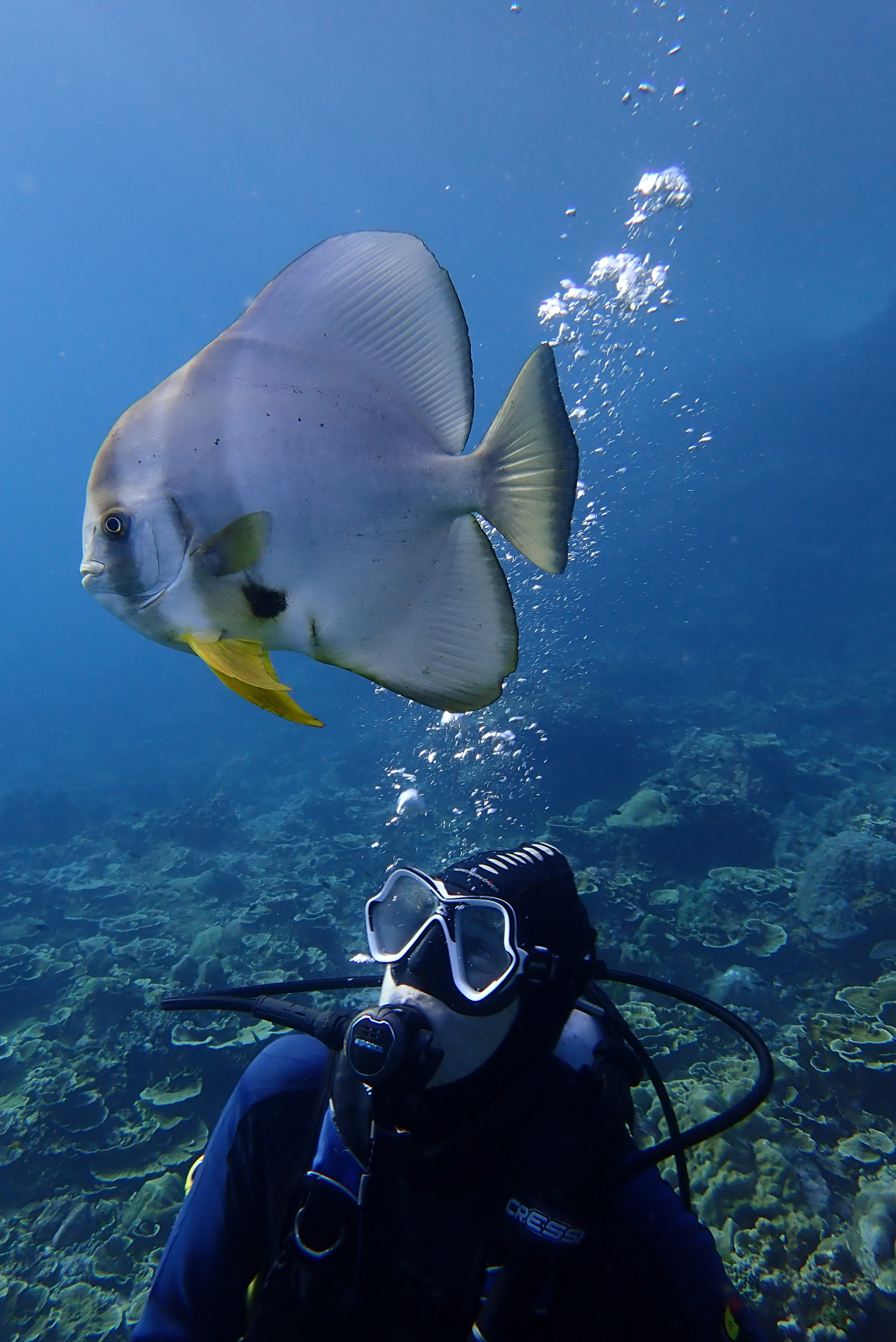 Koh Bon Similan Islands, Thailand