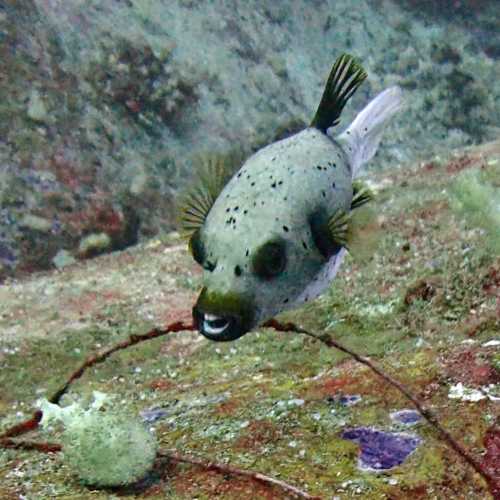 North Point Dive Site Similan Islands, Thailand