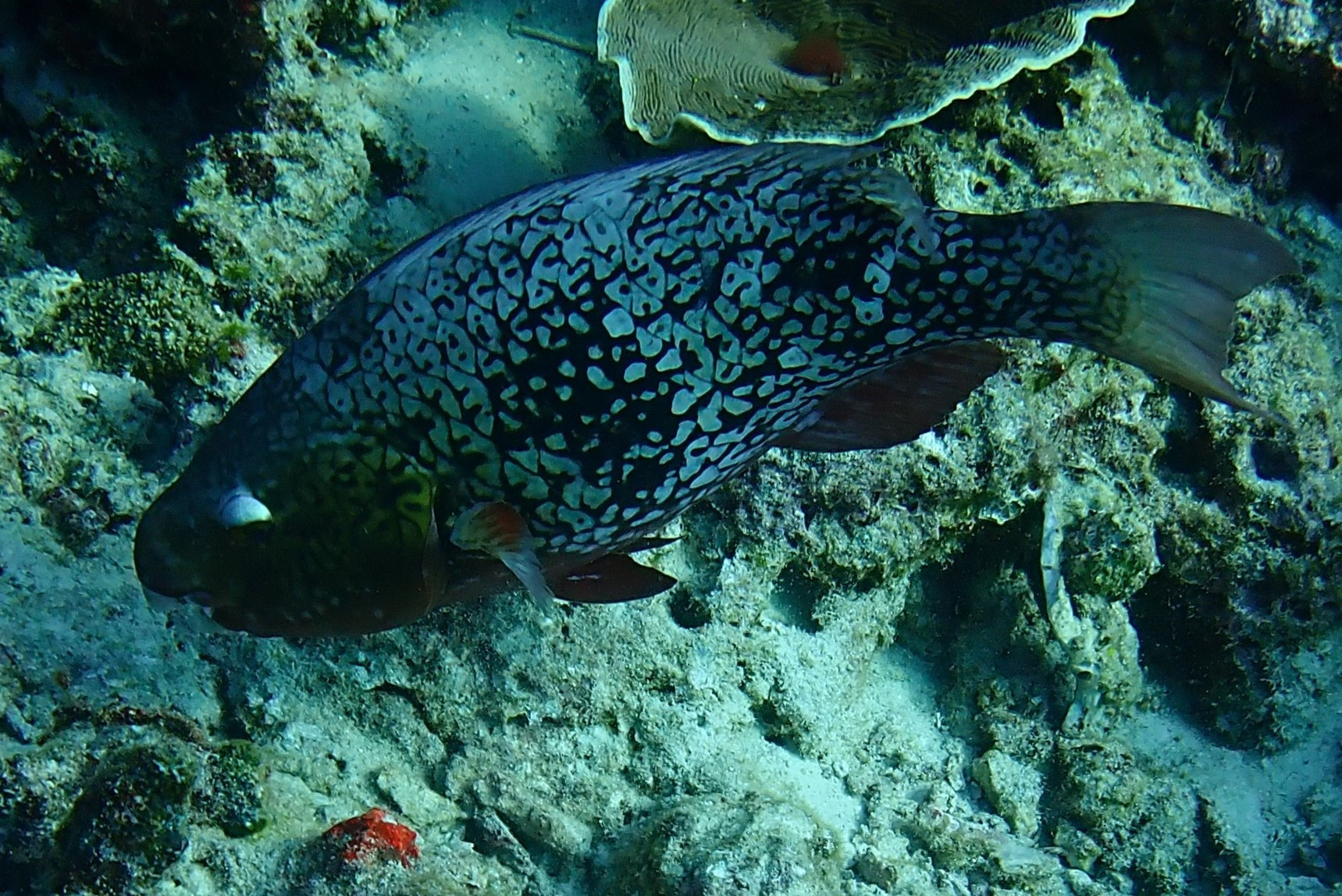 Three Trees Dive site Similan Islands, Таиланд