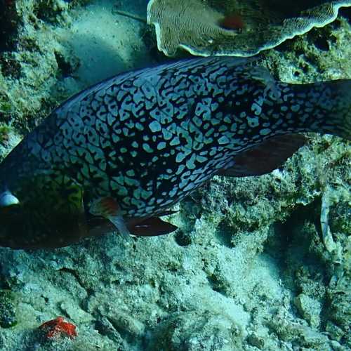 Three Trees Dive site Similan Islands, Thailand