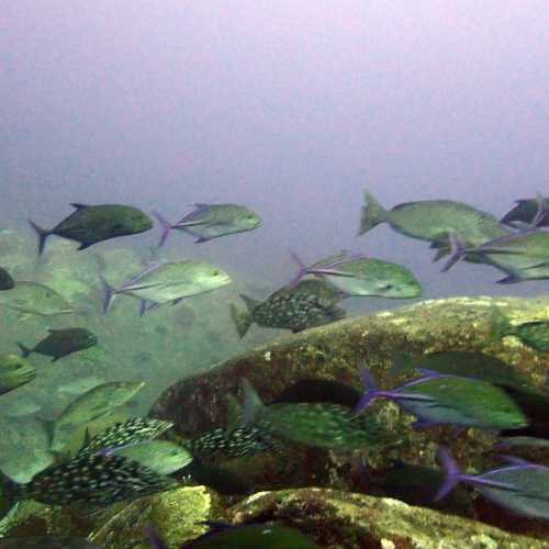 North Point Dive Site Similan Islands, Thailand