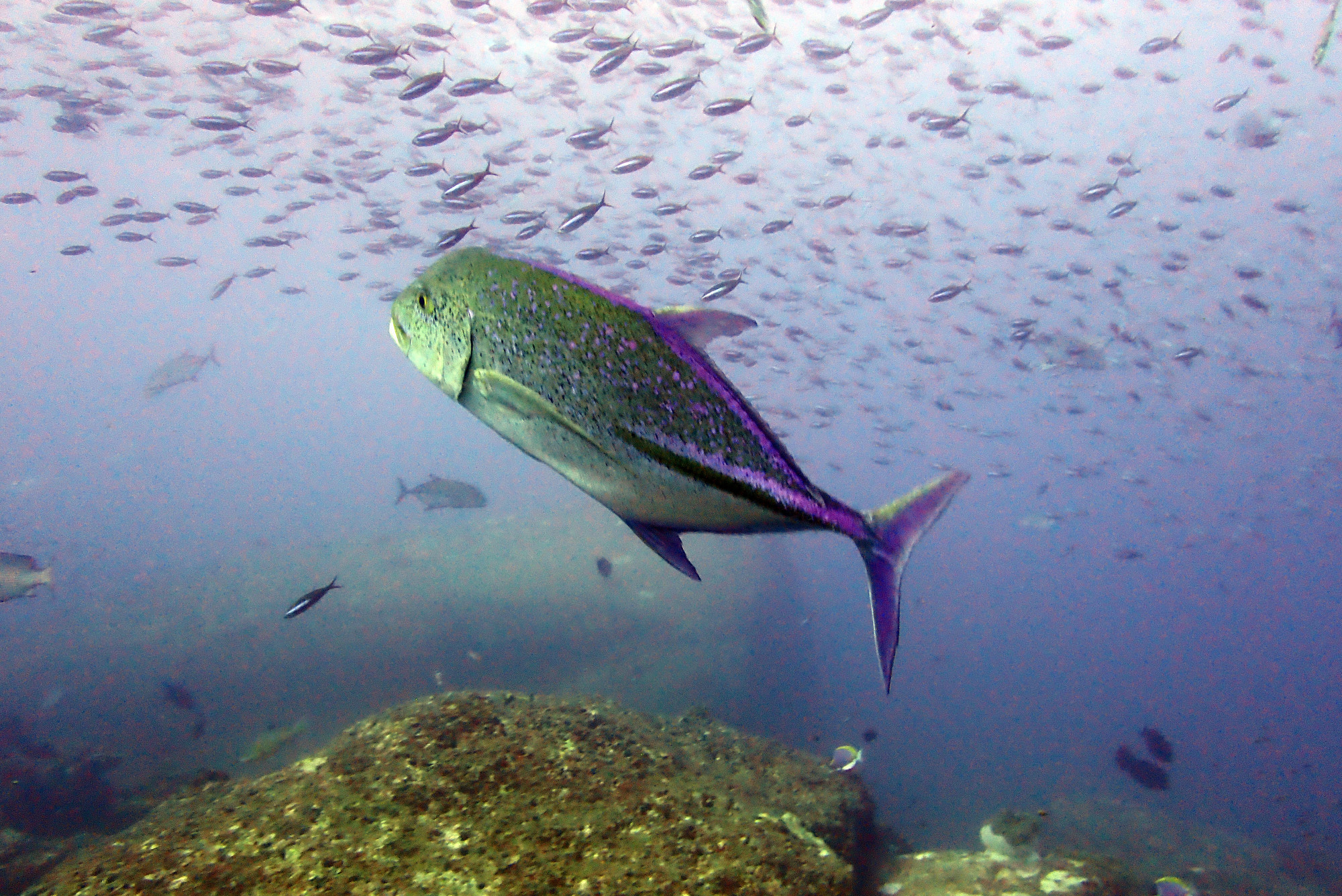 Koh Tachai, Thailand