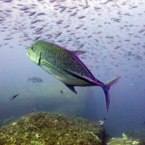 Koh Tachai, Thailand