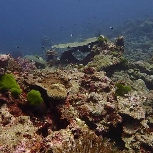 Table Coral