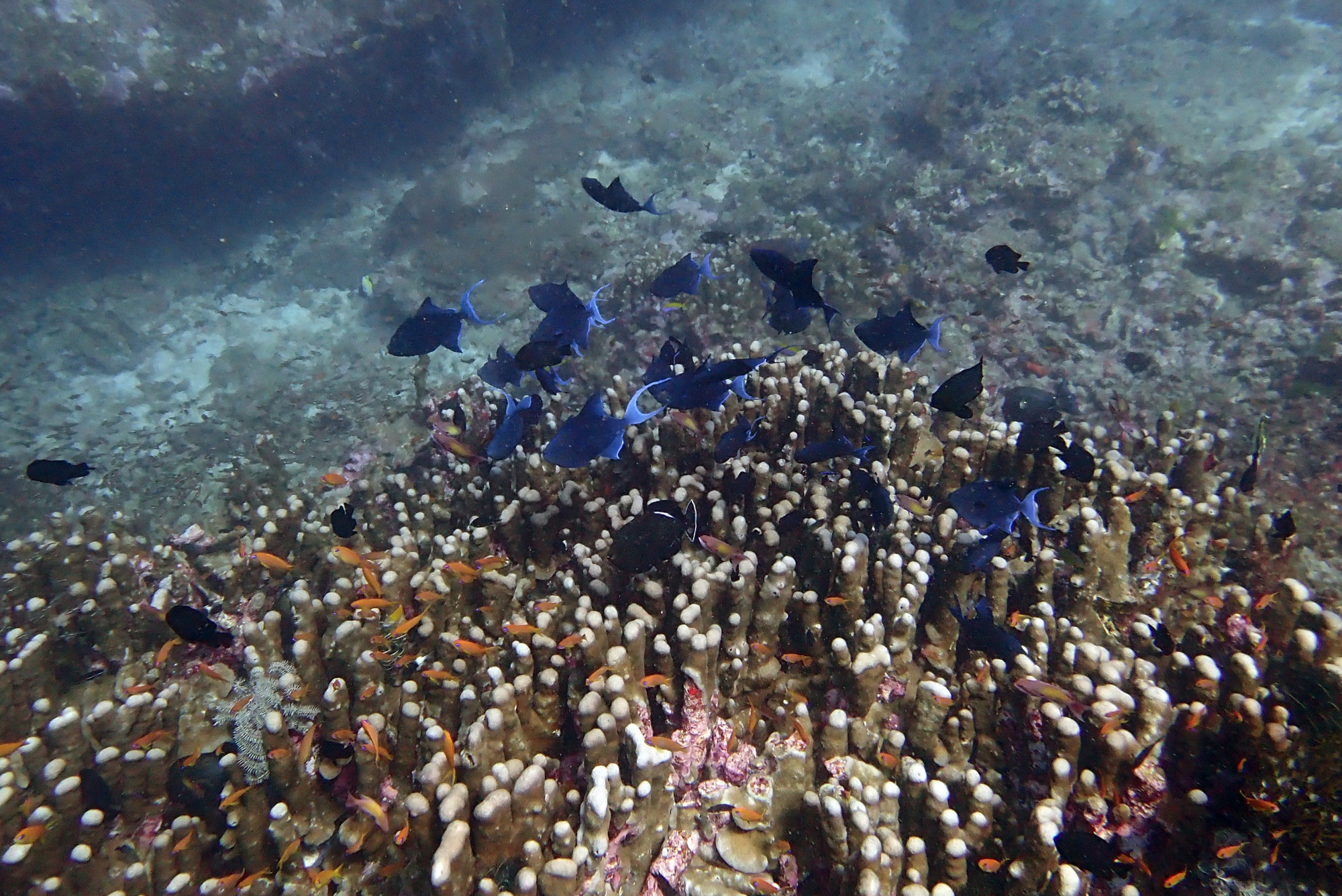 Blue Triggerfish