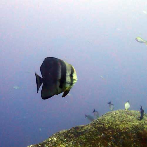 Batfish