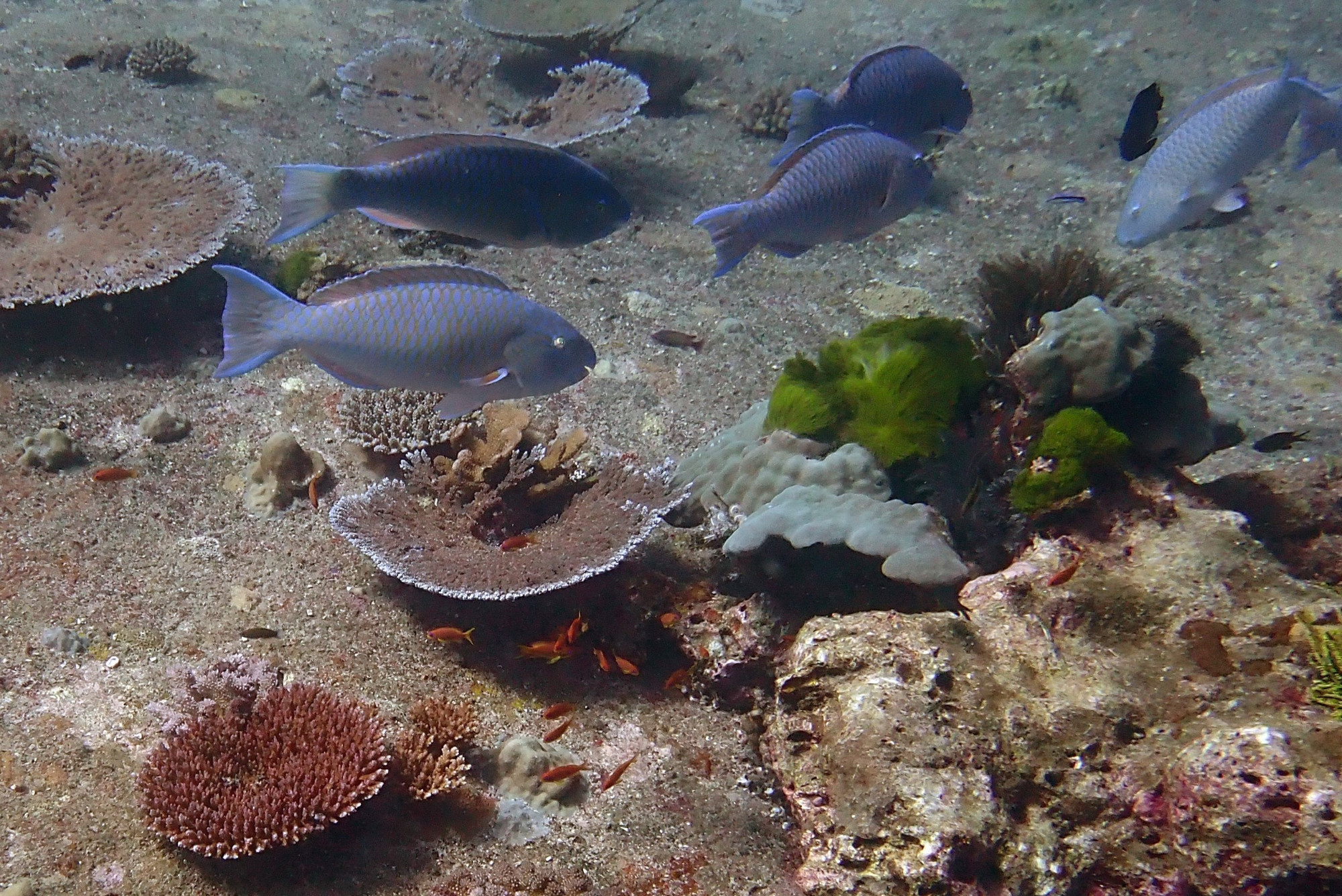 Surf Parrotfish