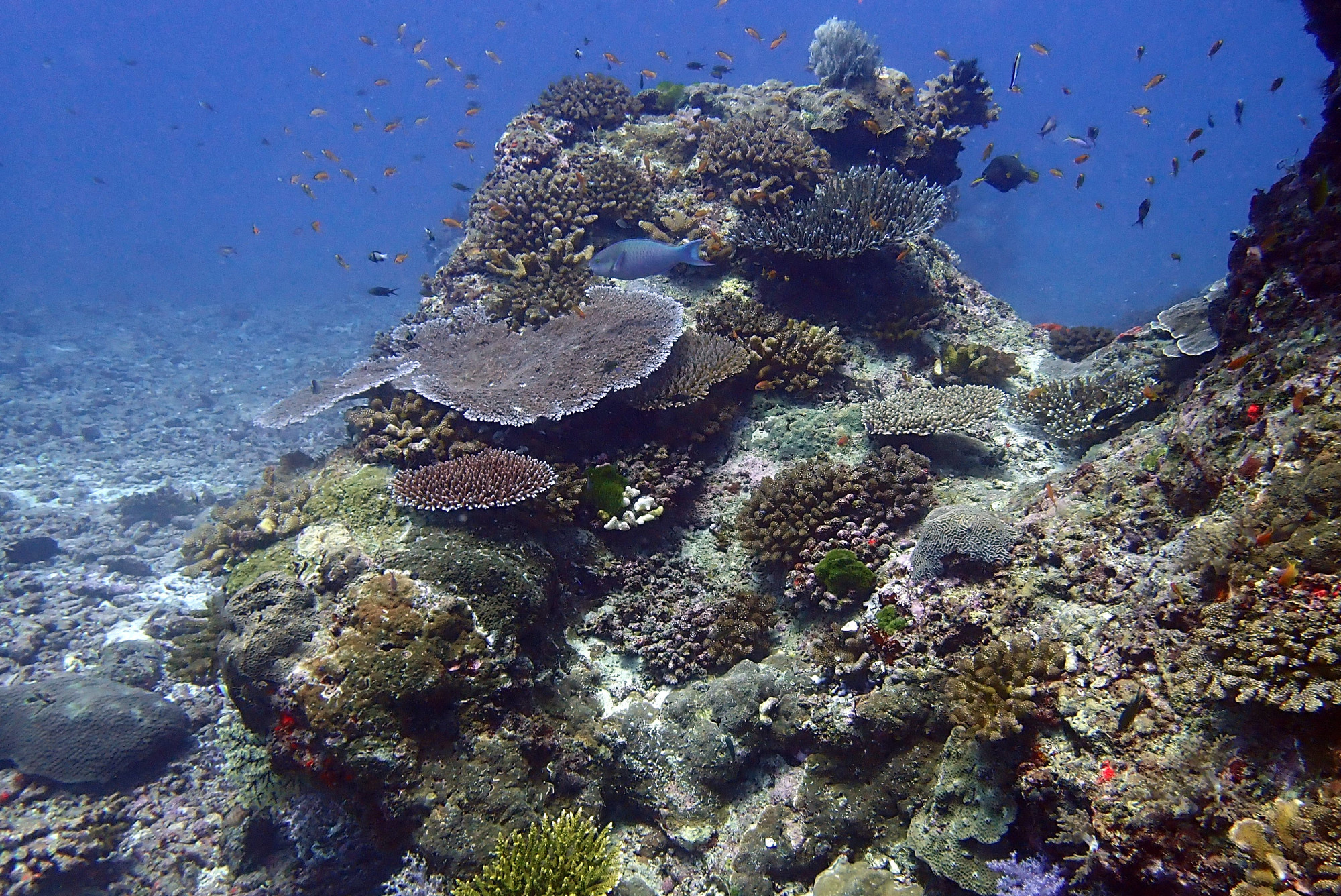 Parrotfish