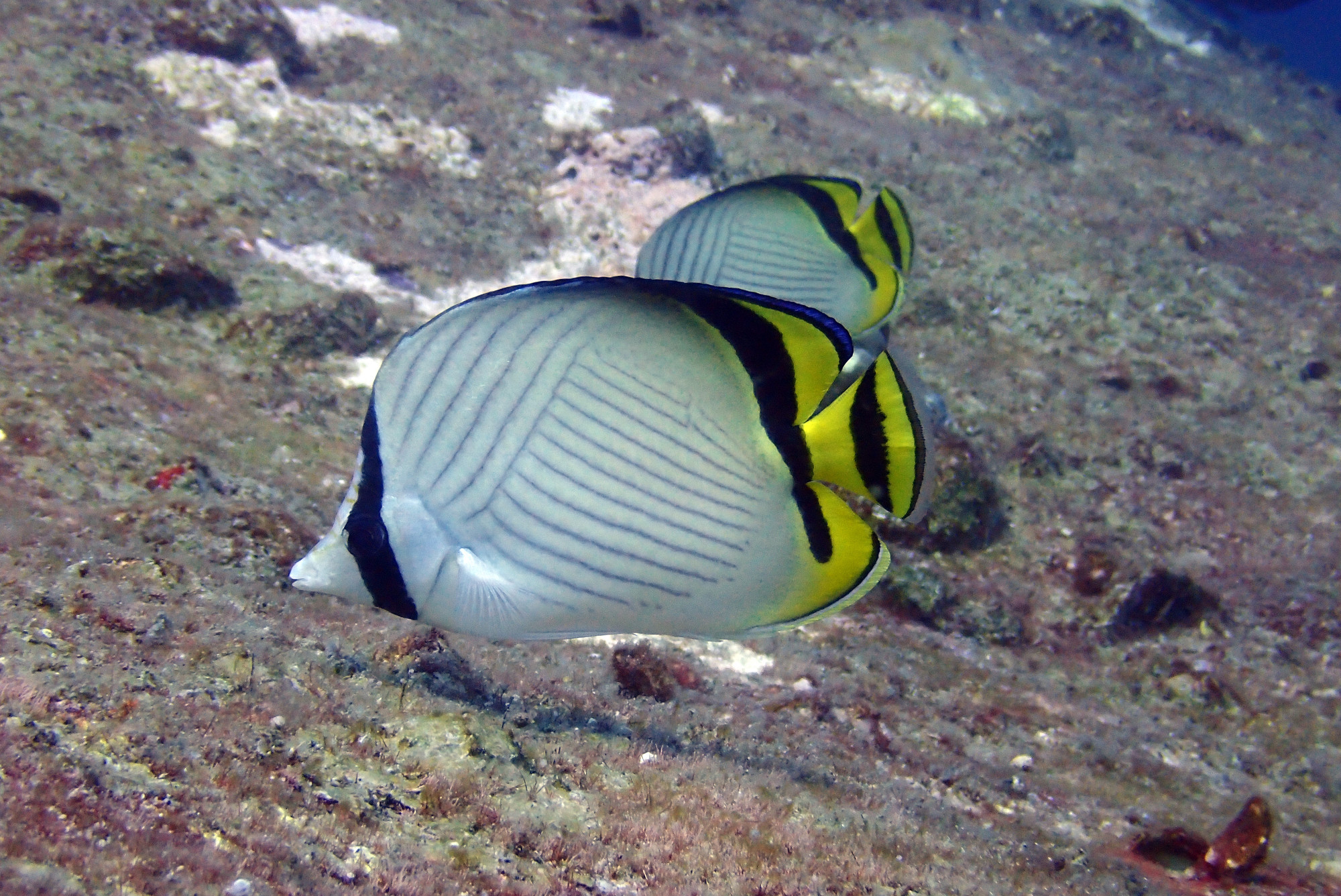 Koh Tachai, Thailand