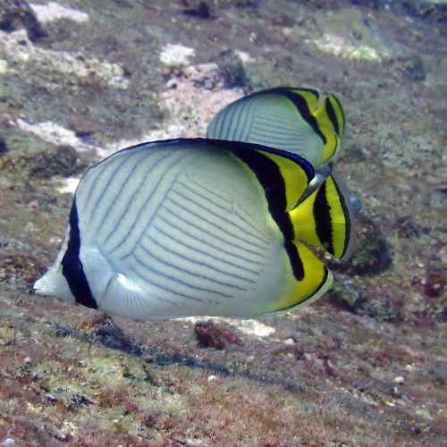 Vagabond Butterfly Fish