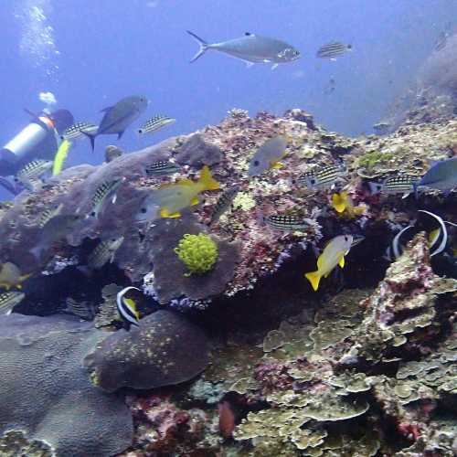 Numerous Different Reef Fish
