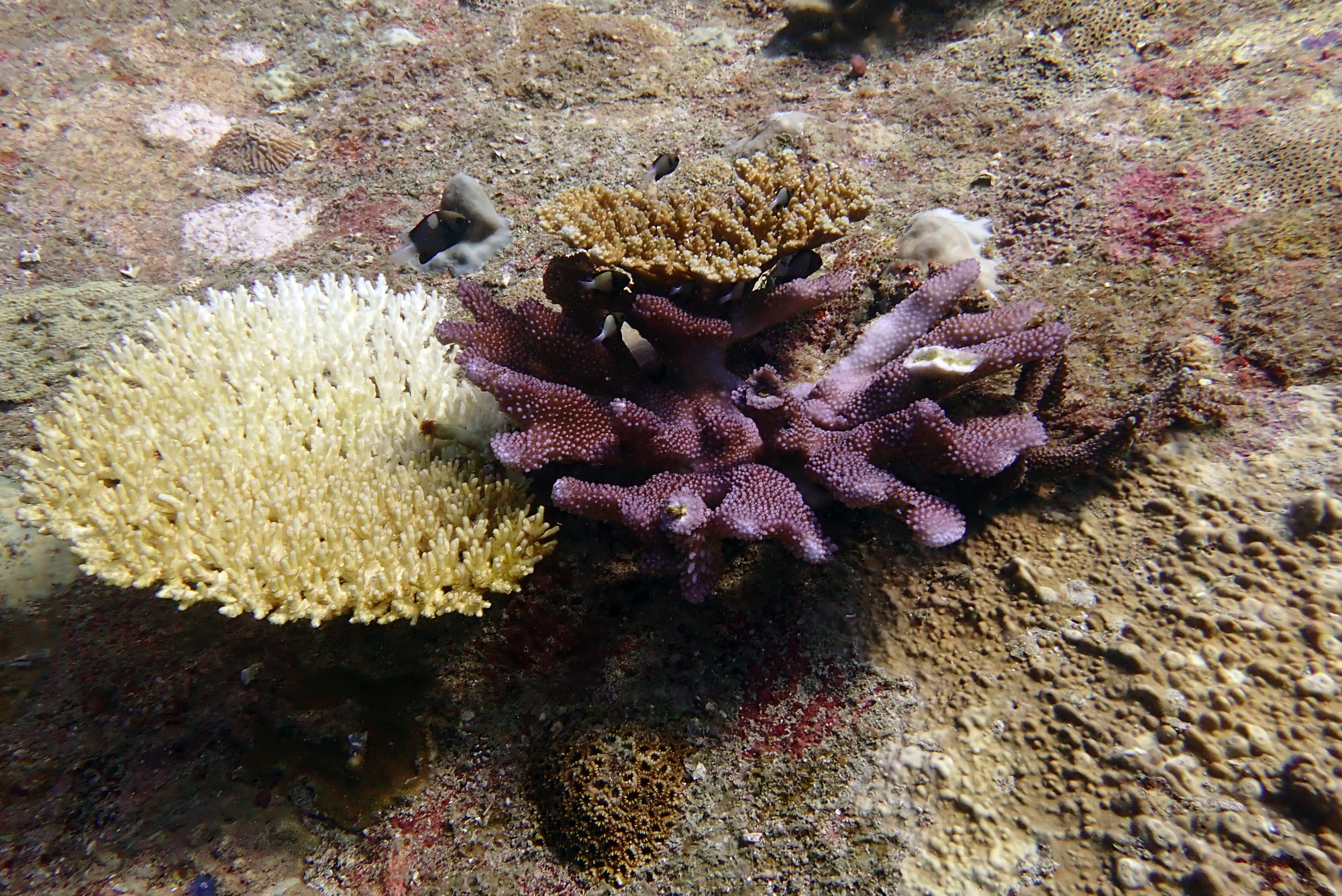 Hard Coral