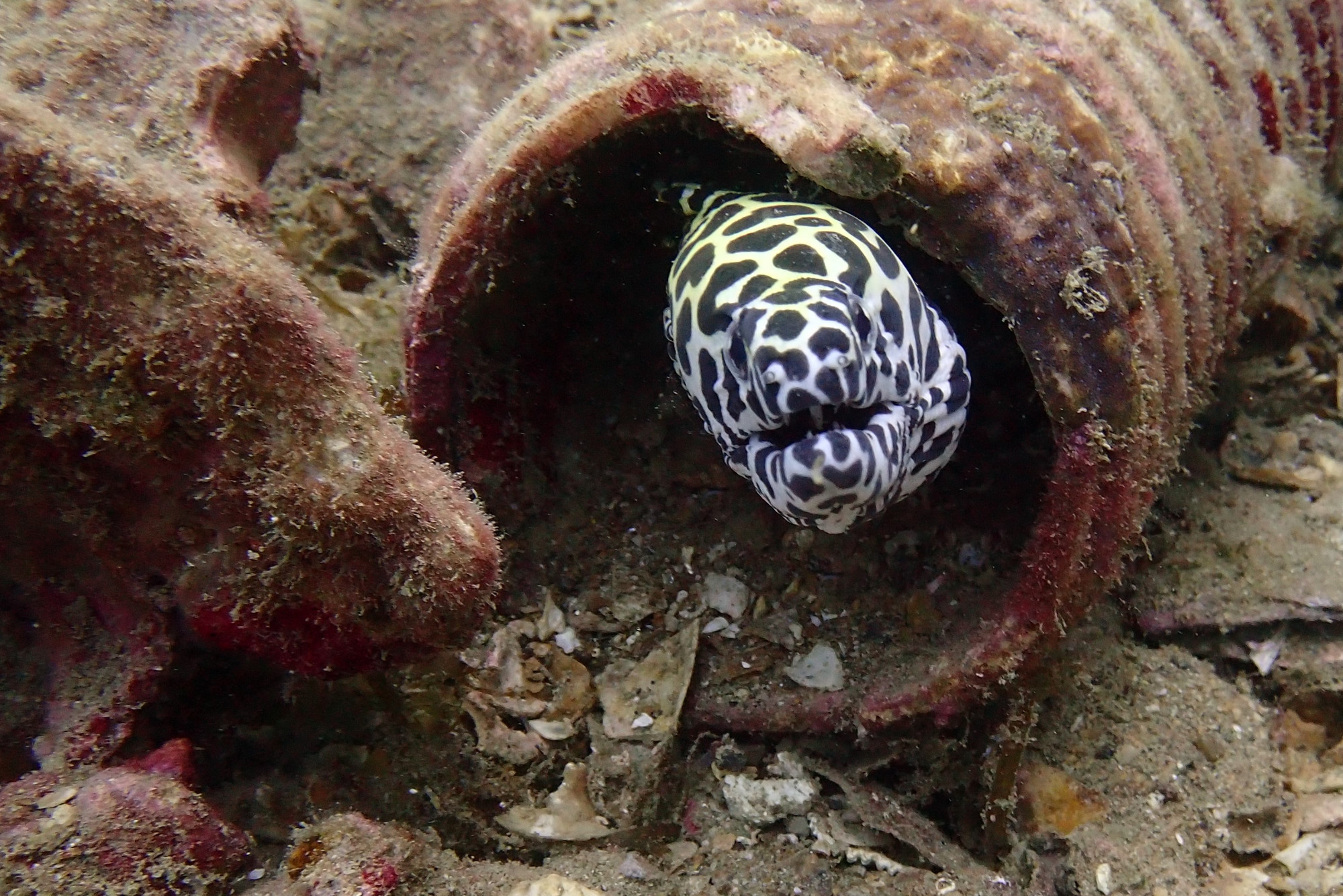 Boonsung Wreck, Thailand