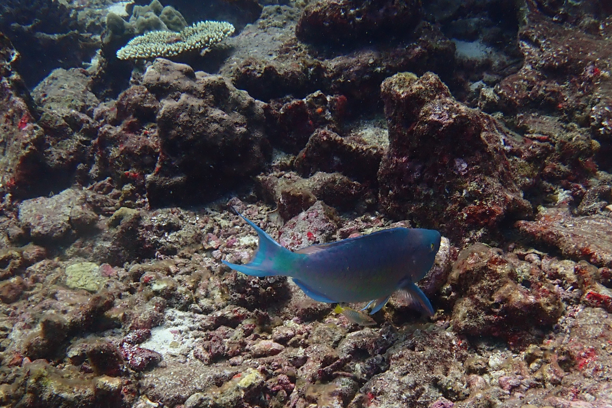 Parrotfish