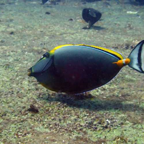 Pacific orange-spine unicornfish