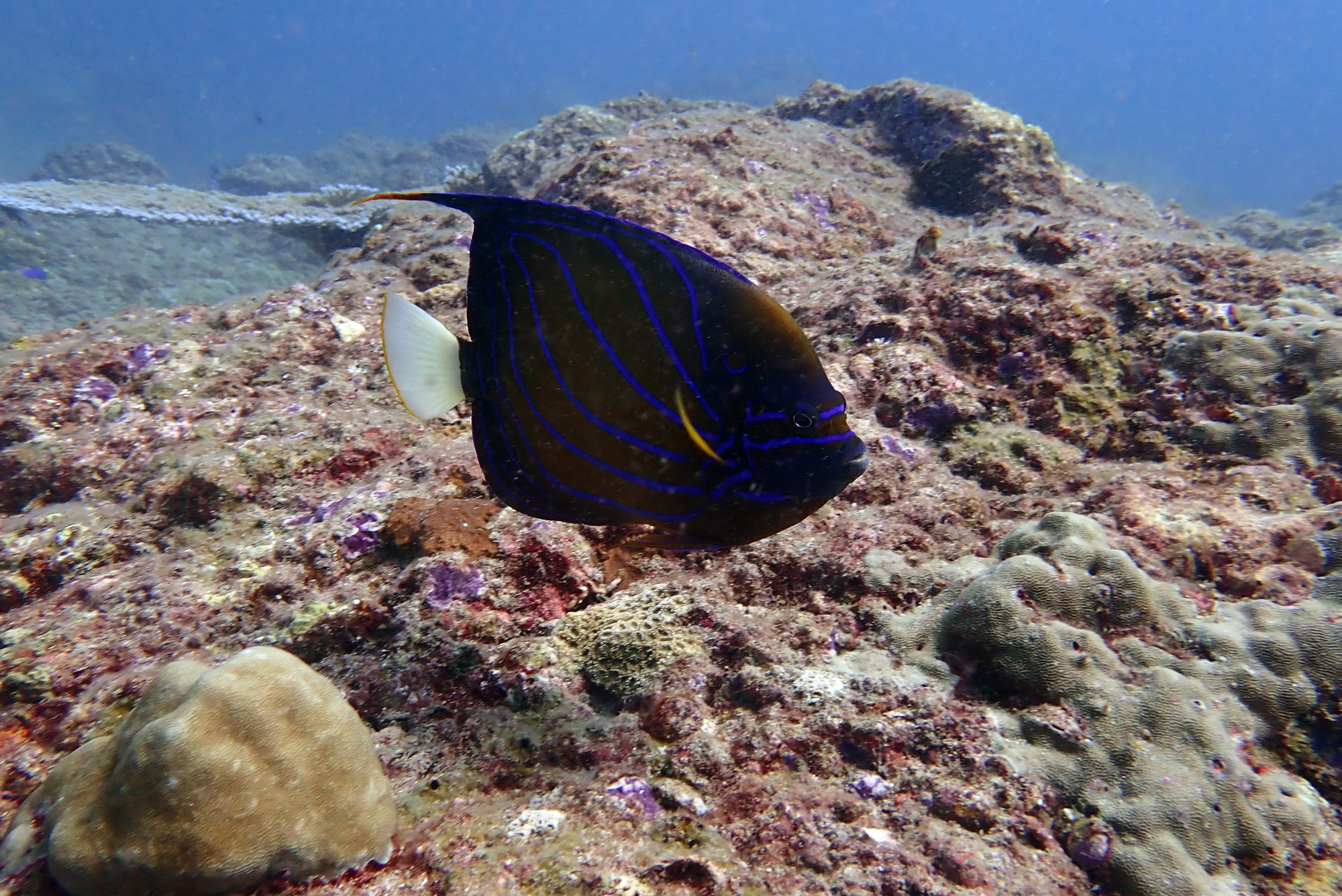 Torolina Pinnacle, Thailand