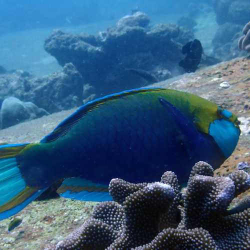 Koh Tachai, Таиланд