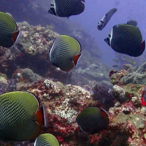 Red Tailed Butterfly Fish