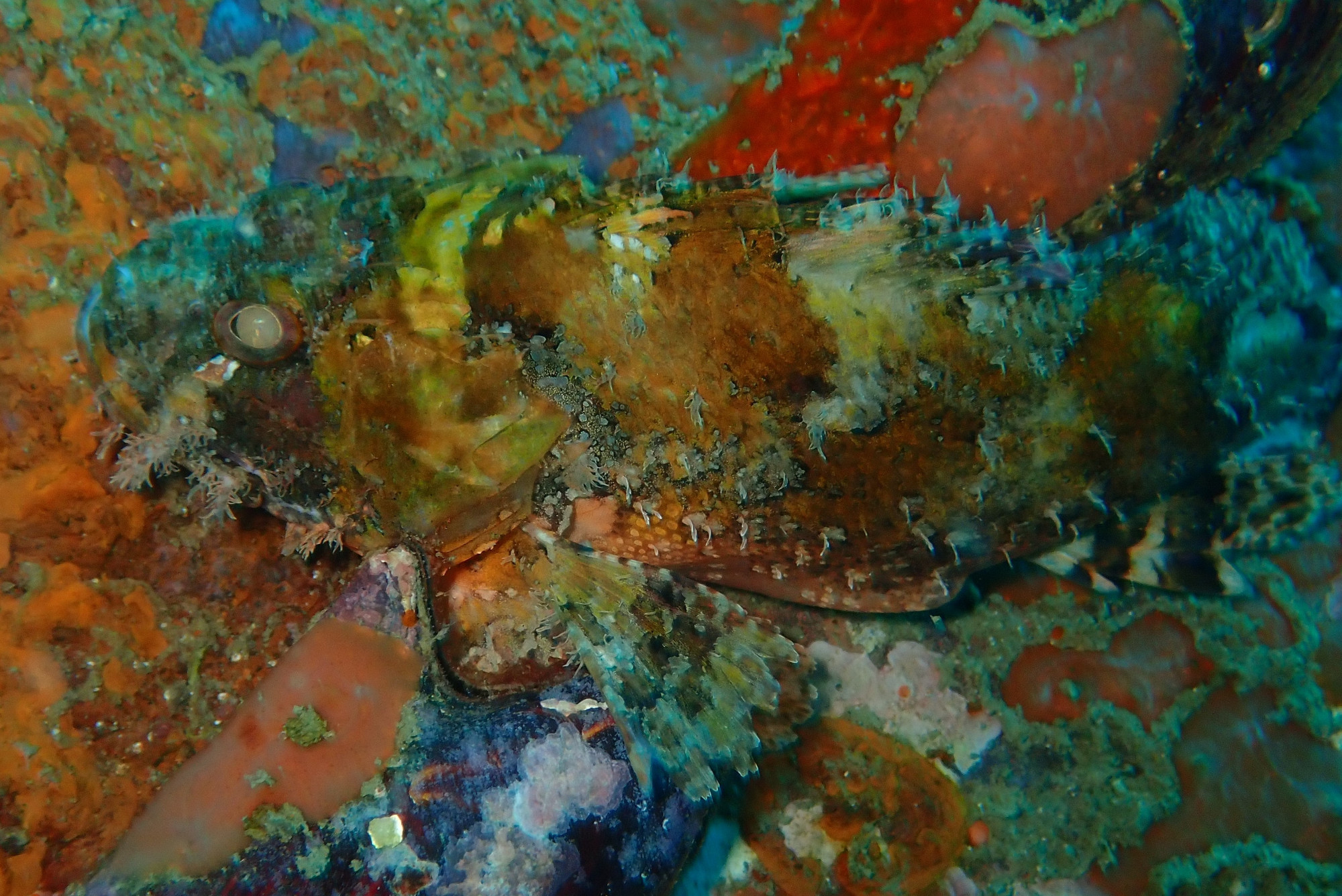 Phra Thong Wreck, Thailand