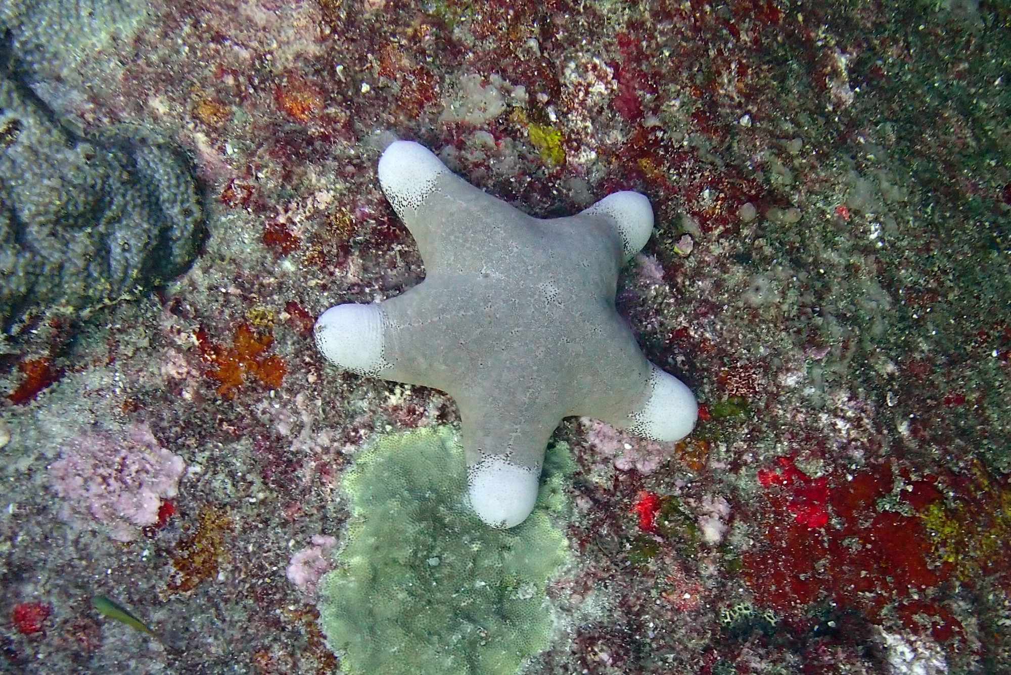 Koh Tachai, Thailand