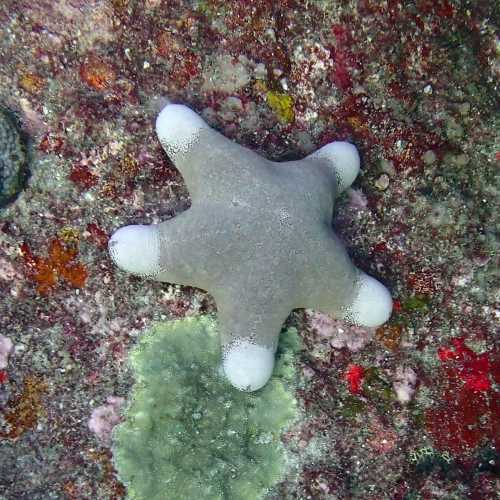 Sea Star