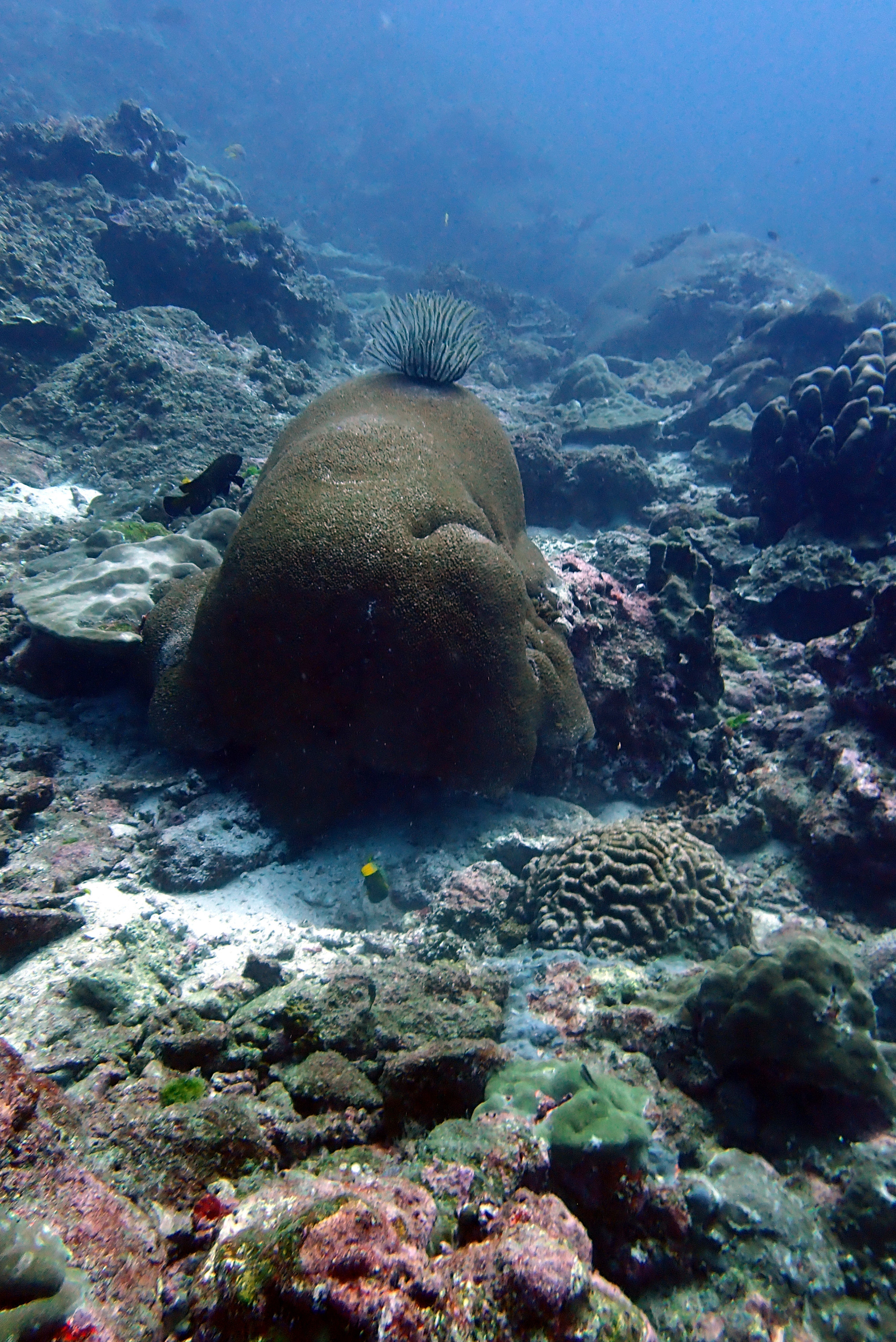 Koh Bon Similan Islands, Thailand