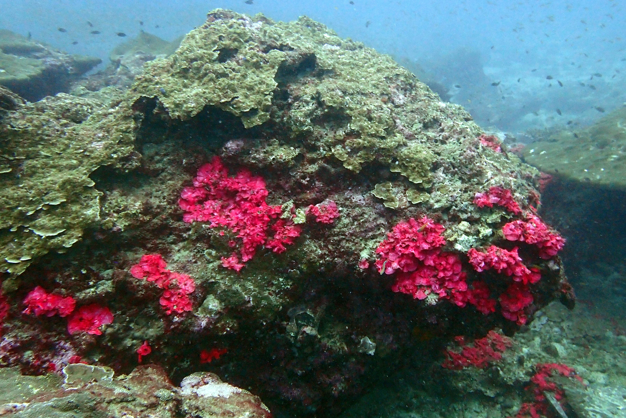 Soft Corals