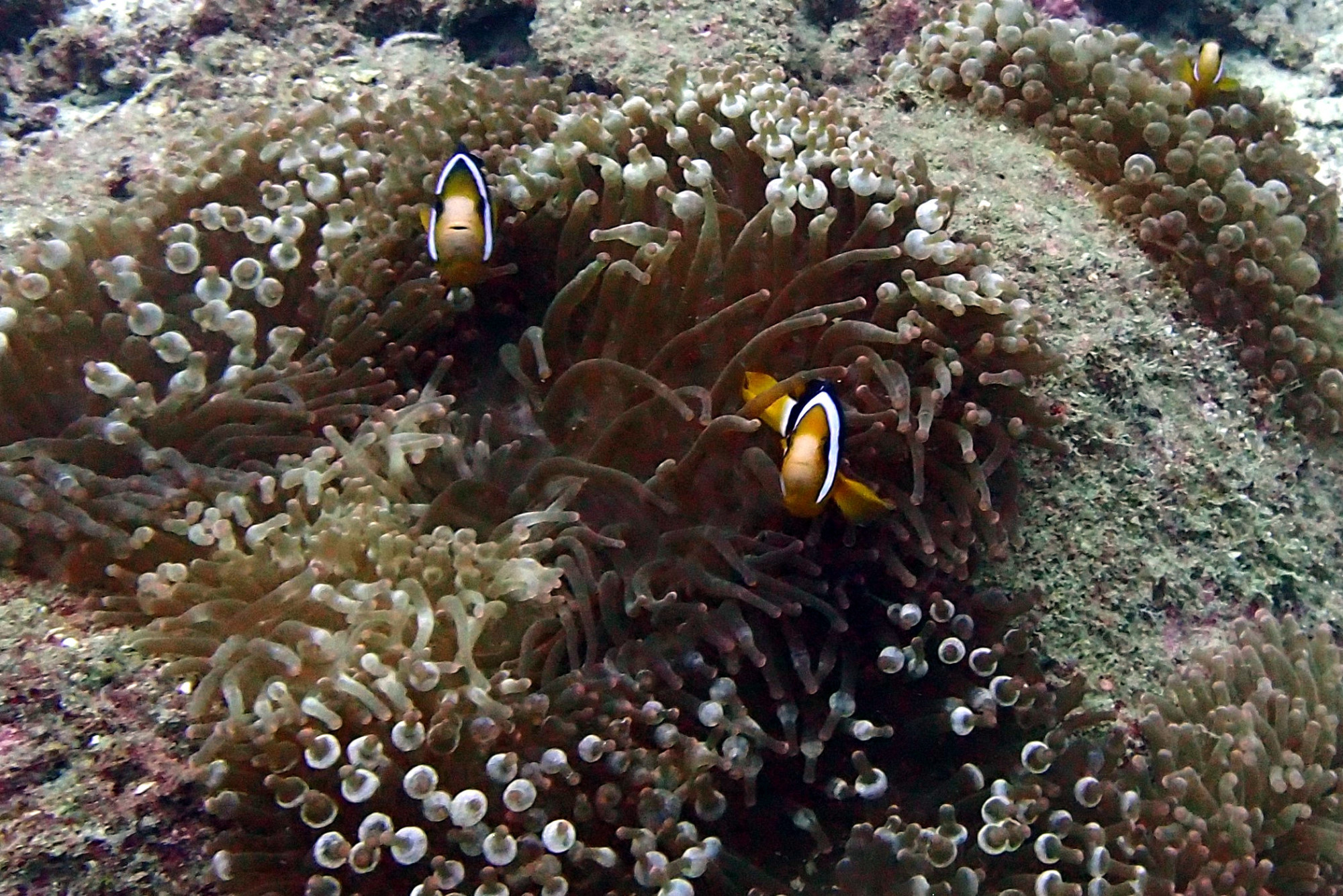 Clown Anenome Fish