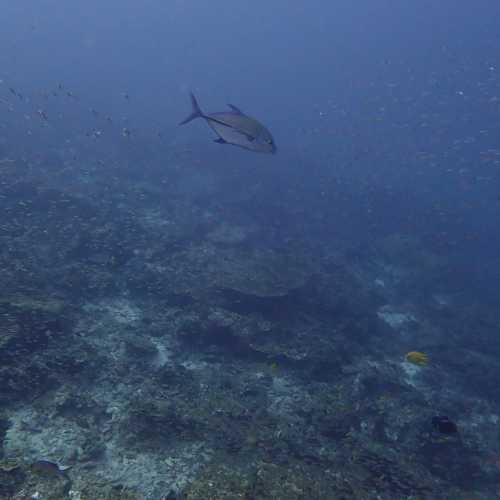 Koh Bon Similan Islands, Thailand