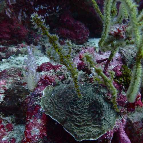 Koh Bon Similan Islands, Thailand