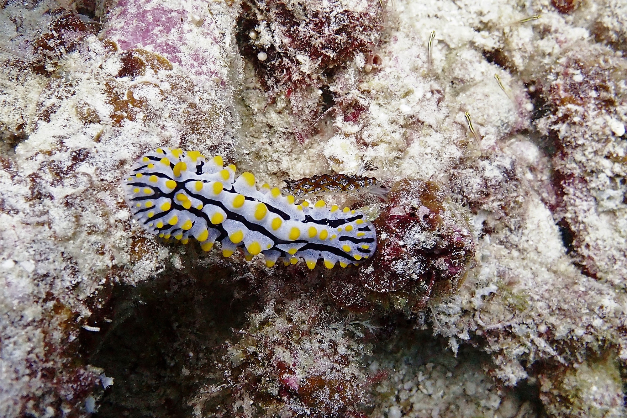 Nuddibranch