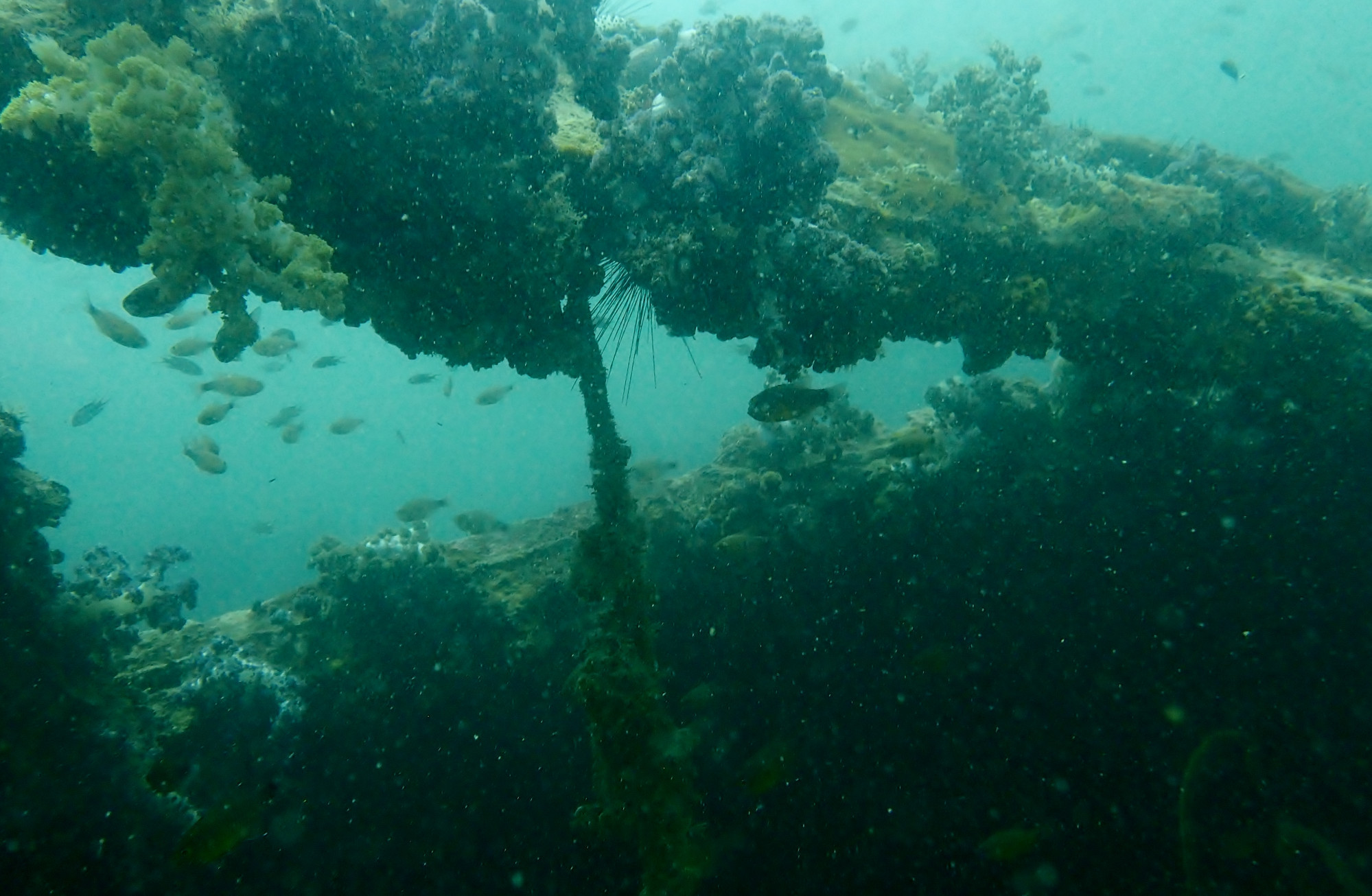 King Cruiser Wreck Dive Site, Таиланд