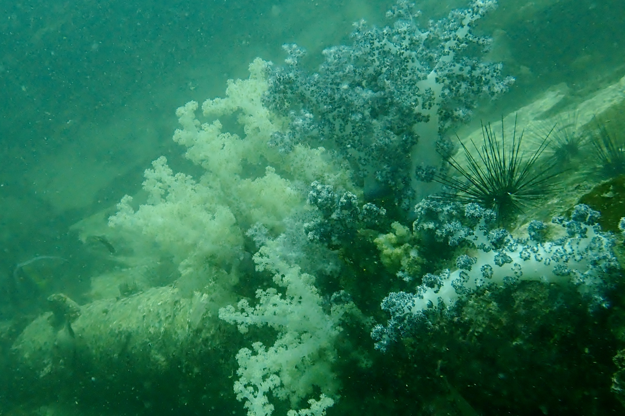 King Cruiser Wreck Dive Site, Таиланд