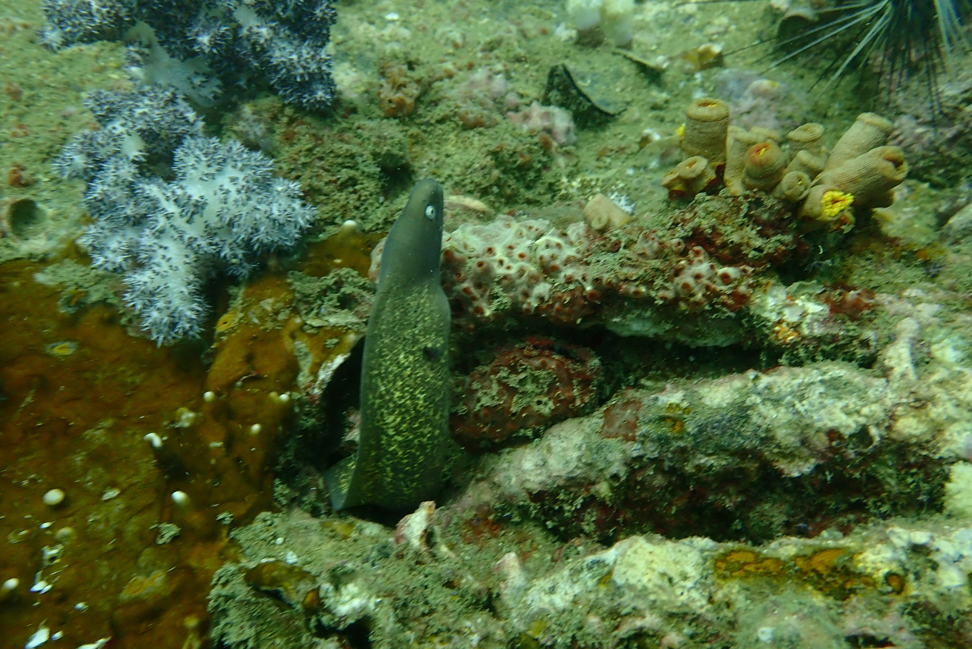 King Cruiser Wreck Dive Site, Thailand