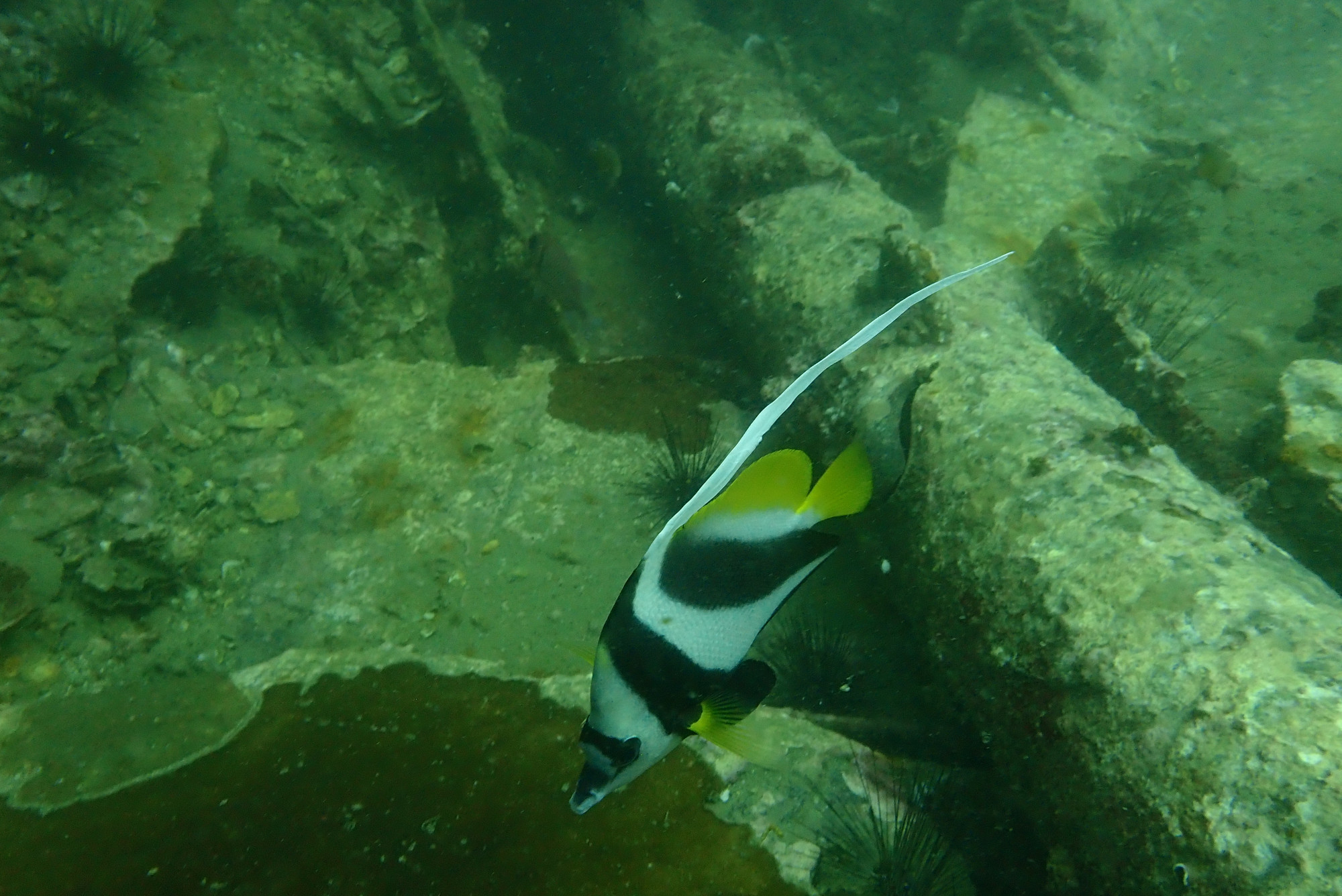 King Cruiser Wreck Dive Site, Таиланд