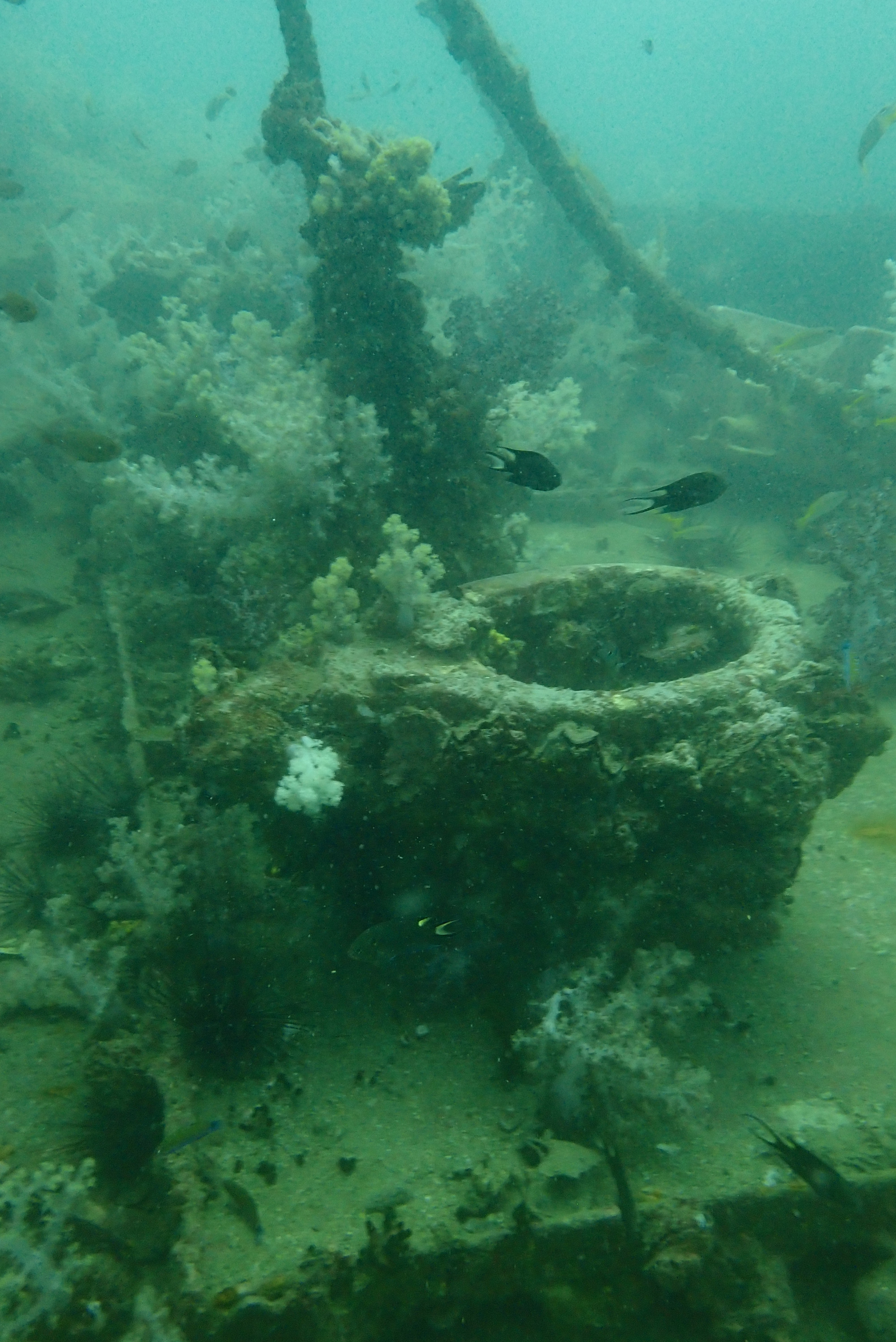 King Cruiser Wreck Dive Site, Thailand