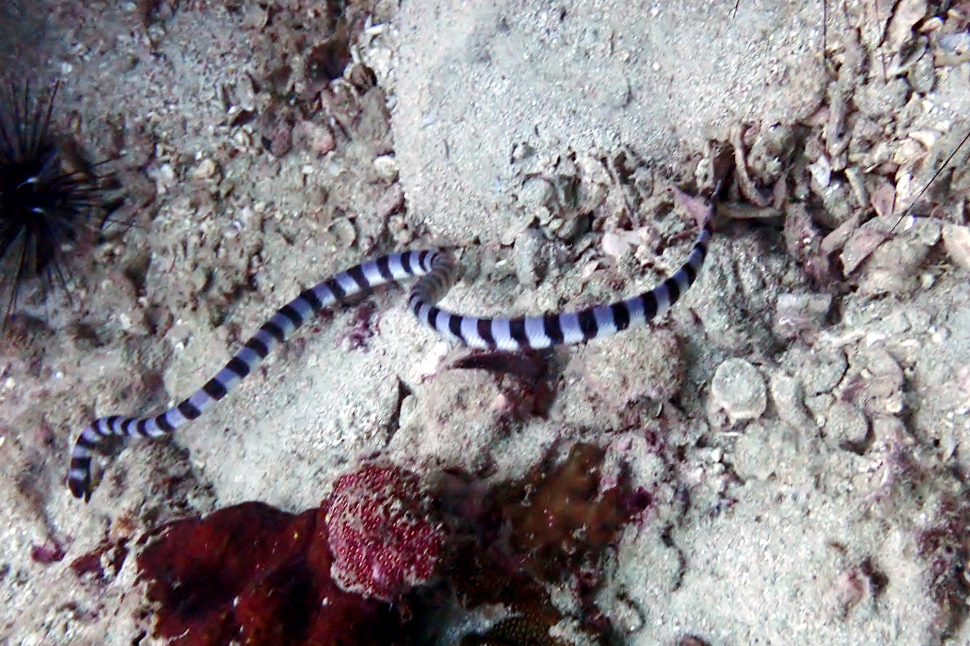 Koh Doc Mai Dive Site, Thailand