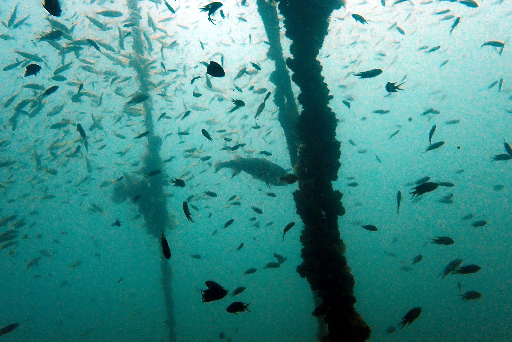 King Cruiser Wreck Dive Site, Thailand