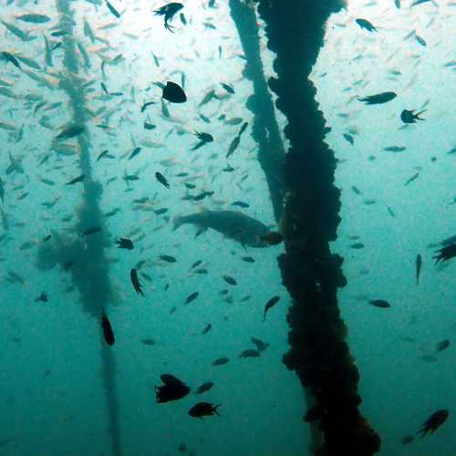 King Cruiser Wreck Dive Site, Thailand