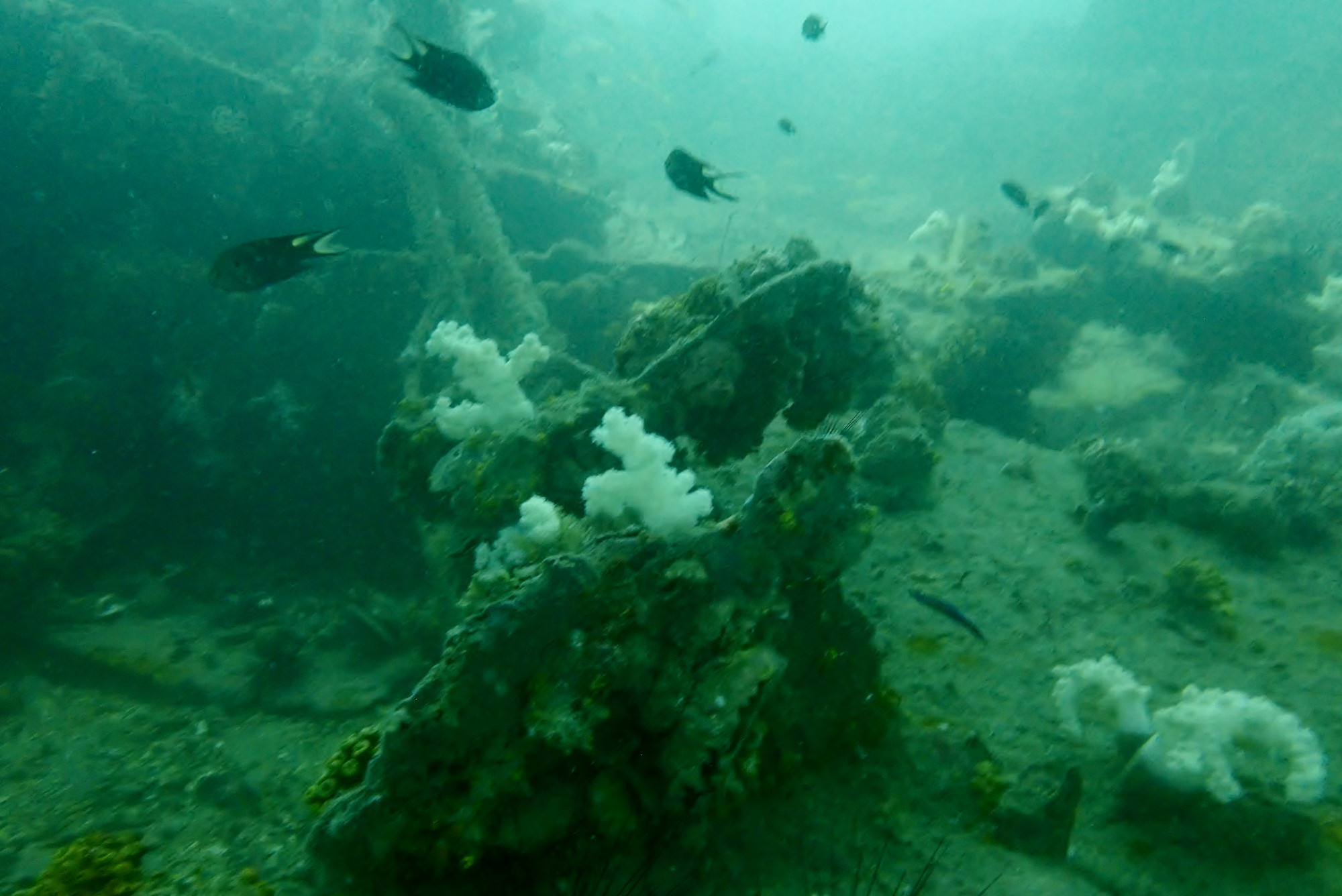 King Cruiser Wreck Dive Site, Таиланд