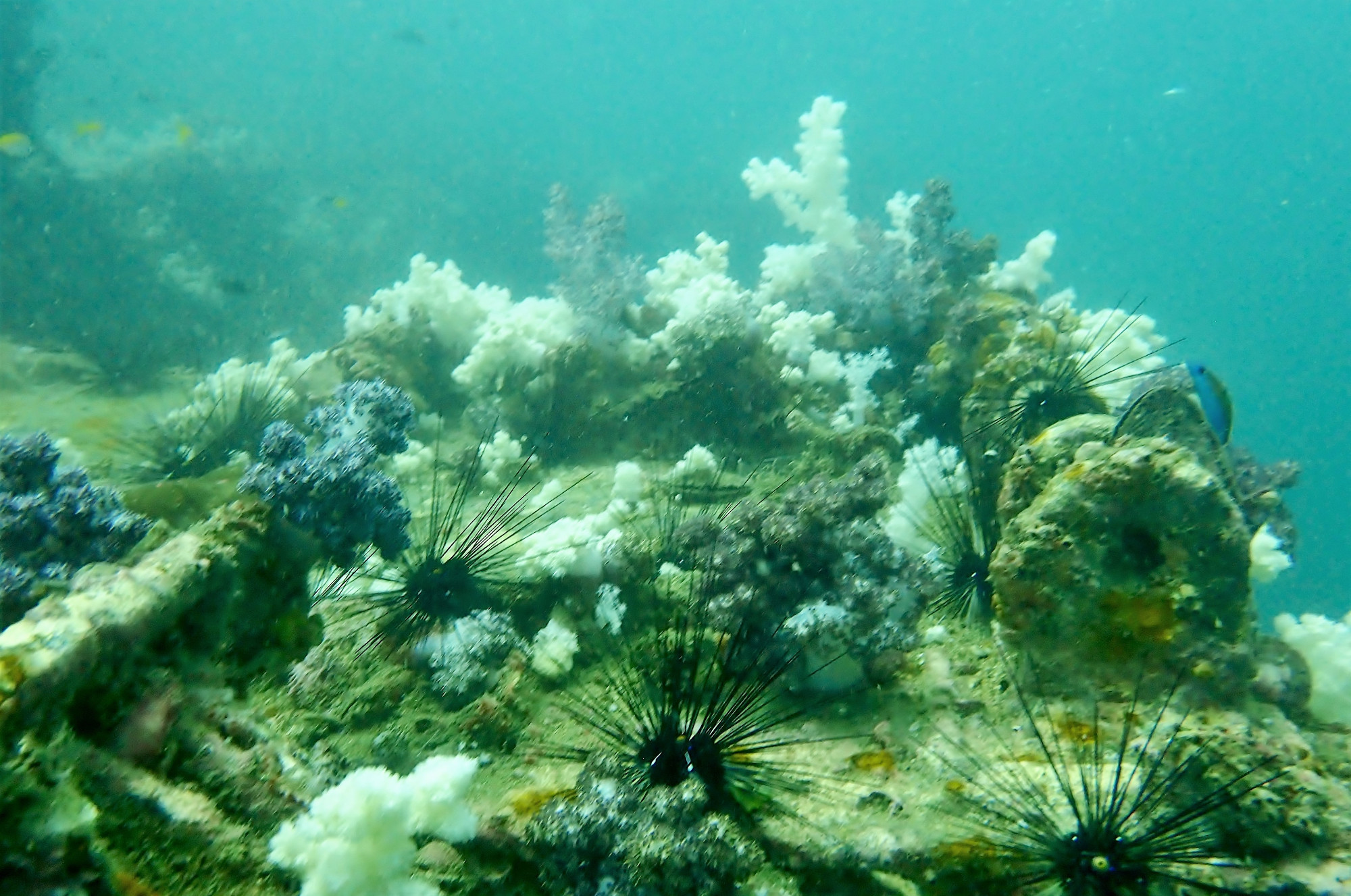 King Cruiser Wreck Dive Site, Thailand