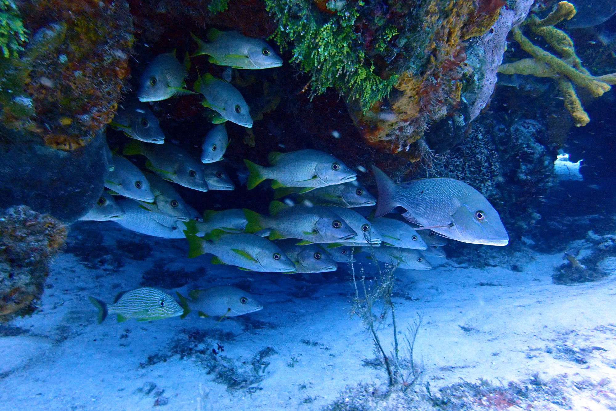 Yellowtail Snappers