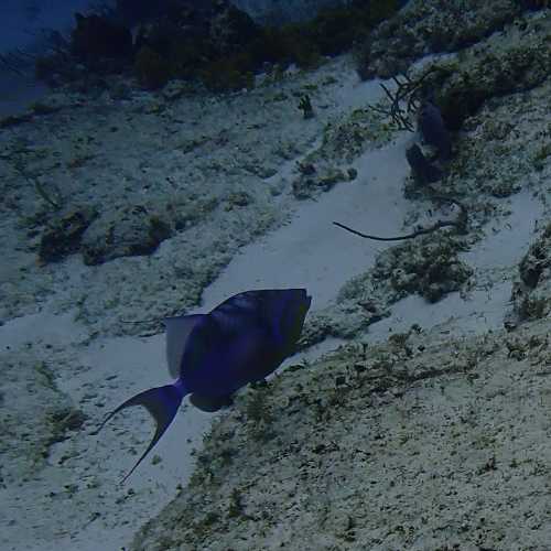 Red Toothed Triggerfish