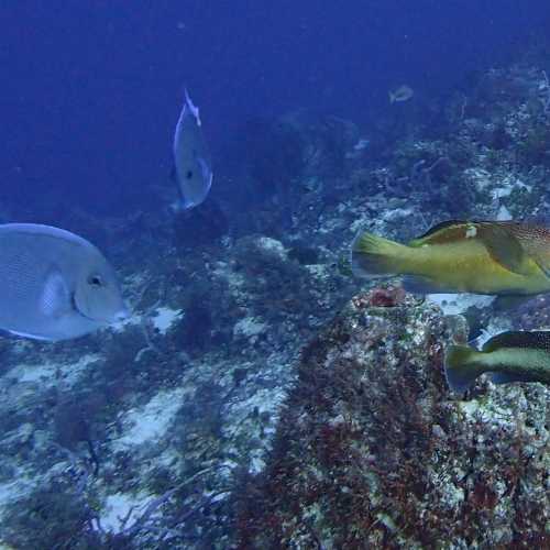 Tangs & Groupers