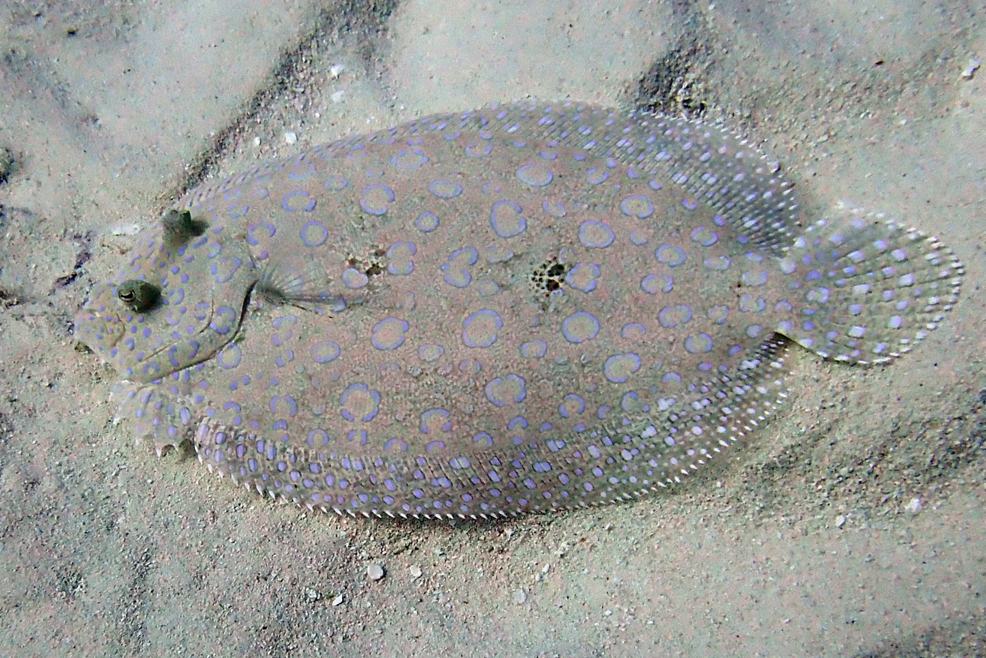 Peacock Flounder